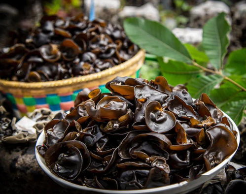 那山那水我代言 特色食用菌拓寬致富路