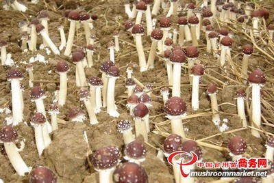 大球蓋菇圖集 探索餐桌上的鮮美珍饈