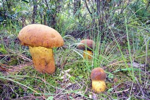 探尋山野珍饈 常見野生食用菌種類與鑒別