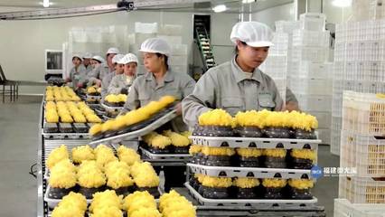 【棒棒噠】尤溪食用菌 遠(yuǎn)銷美國(guó)的特色產(chǎn)業(yè)創(chuàng)新之路