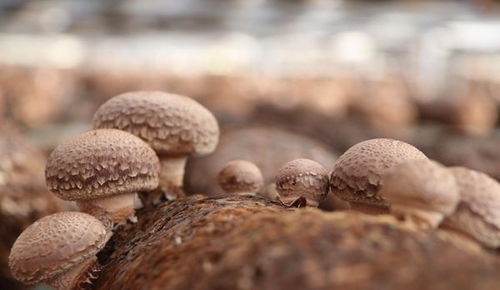 開陽縣高寨鄉(xiāng) 小小食用菌，敲開“致富門”