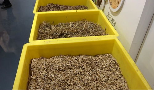 勇闖大上海，永泰人的菌菇王國(guó)崛起之路